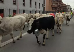 Spettacolo insolito in viale Concordia